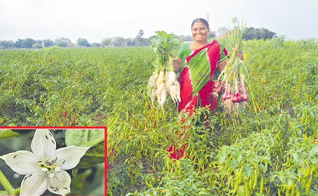 Black thrips: New thrips species destroys farms in 6 states - Sakshi