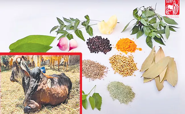 Ayurvedic medicine is also very effective in treatment in lumpy skin disease - Sakshi