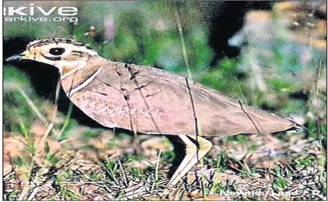 Rare Bird Kalivi Kodi Found In Lankamala Forest - Sakshi