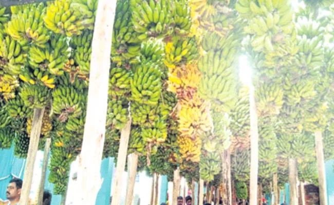 Bananas: Rare Tradition Has Been Going On For Decades In Chetlatandra - Sakshi