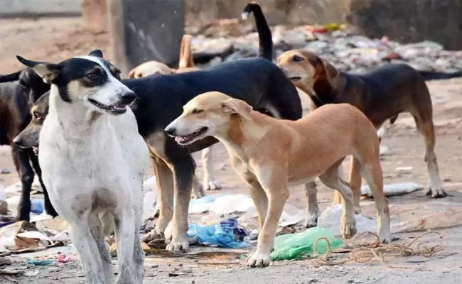 Street Dogs Were Injured 20 Members In Old Alwal Presidency Colony - Sakshi