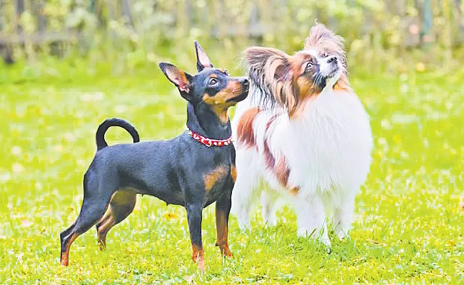 Pet Grooming Services Establish Gradually In AP - Sakshi