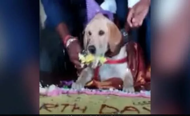 A Man From Karanataka Celebrates Pet Dog Birth Day - Sakshi