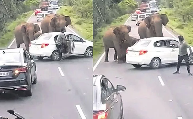 Elephants Attack Car in Karnataka, Video Goes Viral - Sakshi