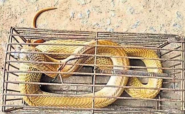 Snake follows Mouse Gets Stuck In Rat Trap In Odisha - Sakshi