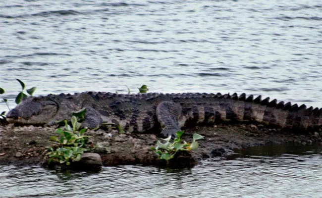 Mumbai: Man Attacked By Crocodile While Fishing At Powai Lake - Sakshi