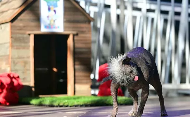 17 Year Old Chihuahua MixArizona Selected Worlds Ugliest Dog - Sakshi