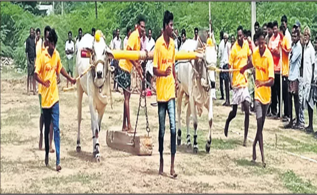 Sri Veeranjaneya Swamy Tirunala Mahotsavam Bulls Fest Begin - Sakshi