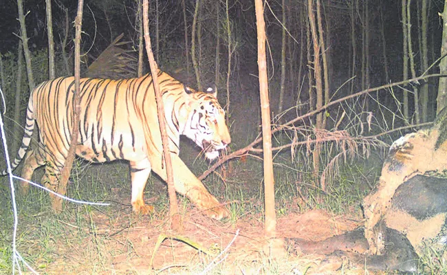 Tiger Attack At Kakinada District Ommangi - Sakshi