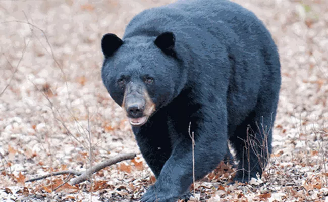 Bear Deceased in Srikakulam District - Sakshi