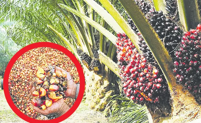 Huge Profits for Oil Palm Farmers Andhra Pradesh - Sakshi