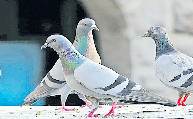 People-Who-Suffering-Post-Covid-Threat-With-Pigeon-Waste - Sakshi