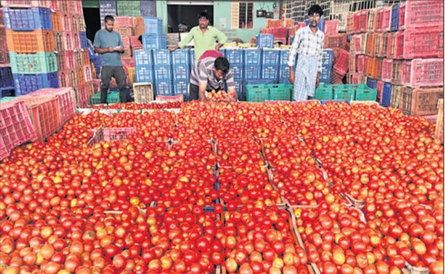 1656 Tonnes Of Tomato Arrived In Madanapalle Market - Sakshi