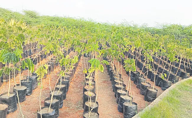 Plant Cultivation at Velagapudi Provisional Secretariat - Sakshi