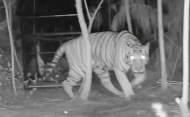 Tiger Wandering At Prathipadu In Kakinada District - Sakshi