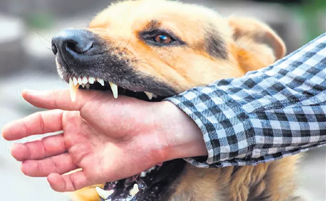 Karnataka: Street Dog Bite Compensation Money Bengaluru - Sakshi