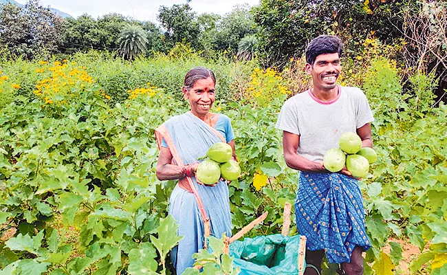 Journalist Panthangi Rambabu Story On Indian Agriculture From Independence To Now - Sakshi