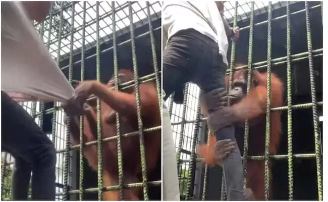 Orangutan Tries Pull Man Inside Cage Viral Video Goes Viral  - Sakshi