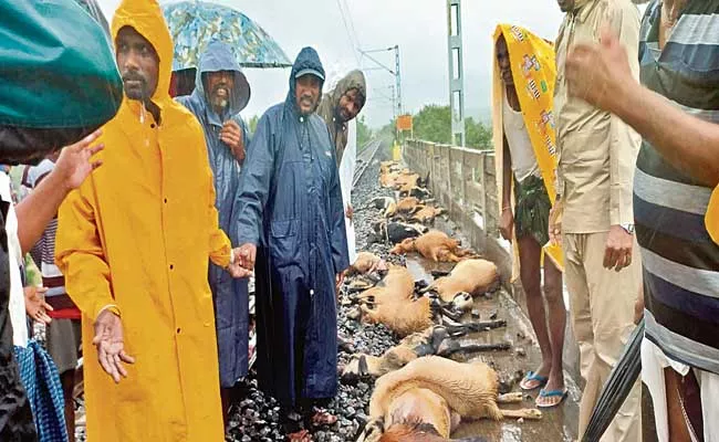 82 Sheep Died After Being Hit By Goods Train - Sakshi