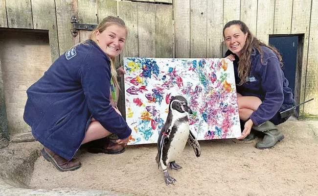 Penguin Art On Display At Gallery In Cornwall Up For Auction - Sakshi