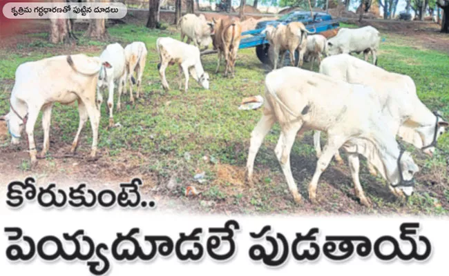 Sorted Semen: Benefits in Dairy, Heifer Calves Reproduction - Sakshi