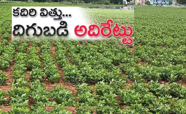 Kadiri Agriculture Development and Research Station Groundnut Variety - Sakshi