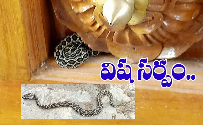 Poisonous Snake Spotted In Dwaraka Tirumala Temple - Sakshi