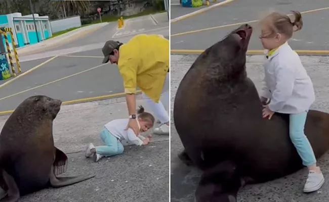 Sea Lion Almost Attacks Little Girl - Sakshi