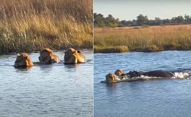 Viral Video: Angry Hippo Attacks Three Lions Try To Cross River In Africa - Sakshi