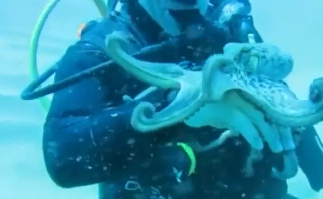 Scuba Diver Playing With Octopus Under Sea Video Gone Viral - Sakshi