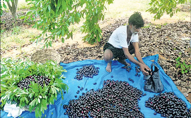 Amazing Health Benefits And Uses Of Jamun Fruit Neredu Pandu - Sakshi