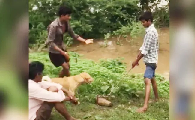 Dog was Tied to a Rock and Thrown into Floodwater in Maharashtra - Sakshi