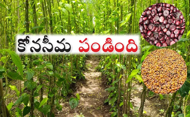 Betel Leaves: Konaseema Tamalapaku Export to North India, Vakka Sagu - Sakshi