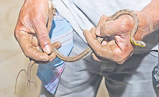 Peddapalli: Rs 22 Thousand For Snakes Catching - Sakshi