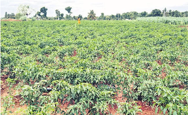 Chilli Farming:Process Benefits And Profit In Madakasira - Sakshi