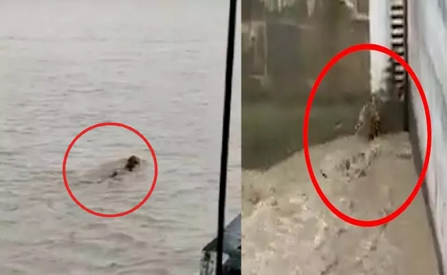 Tiger Survives Strong River Current In UP Gerua River - Sakshi