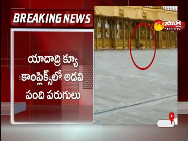 Wild Bear Roaming In Yadadri Lakshmi Narasimha Swamy Temple