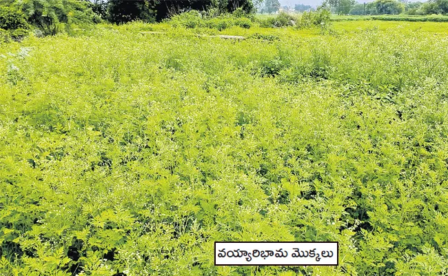 Parthenium Hysterophorus Vayyari Bhama Health Issues Precautions Telugu - Sakshi