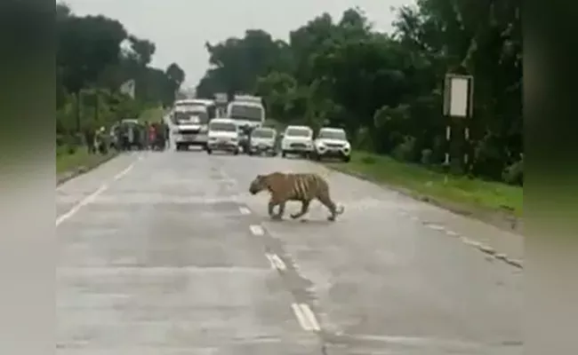 Traffic Police Stops Commuters To Let Tiger Cross Road - Sakshi