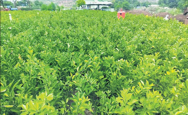 Chini Nurseries Getting Profit To Farmers In Andhra Pradesh - Sakshi