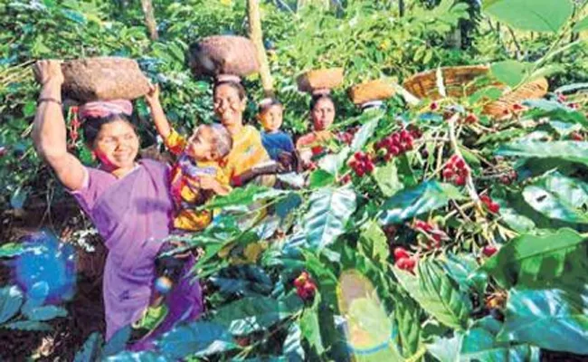 AP Govt Guaranteed employment for coffee garden - Sakshi