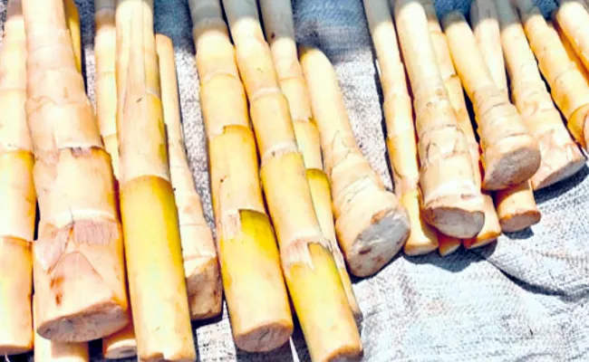 Visakhapatnam: Agency Special Veduru Kanji Bamboo Shoots Amazing Health Benefits - Sakshi