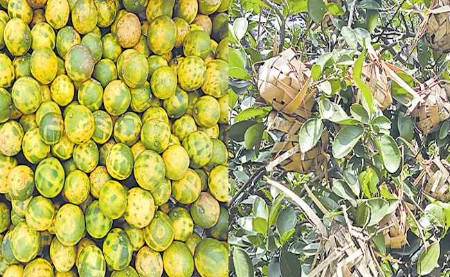 Sagubadi: Nalgonda Farmer Cultivates Mosambi With Palm Leaves Basket - Sakshi