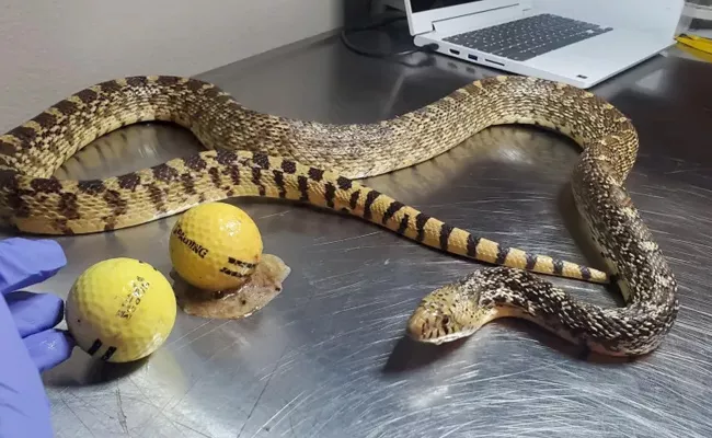 Snake Swallow Pair Of Golf Balls And Rescued Snake Team - Sakshi