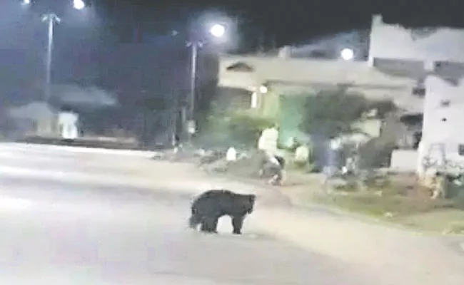 Wild Bear Roaming At Jangaon District Palakurthi - Sakshi