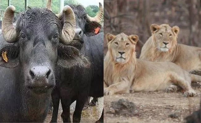 Buy Lions In Cheaper Rates Than Buffaloes At Pakistan - Sakshi