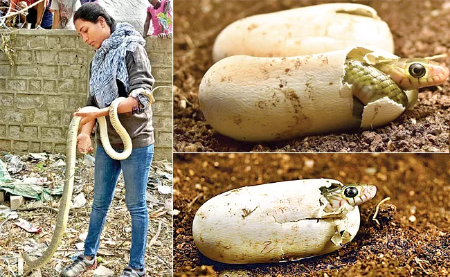 Snakes not sinister, help save them says Snake Society - Sakshi