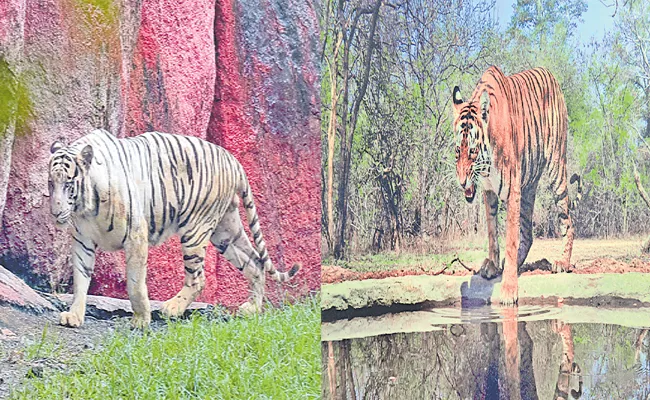 International Tiger Day: Real Tiger At Hyderabad Zoo Park And Photo - Sakshi