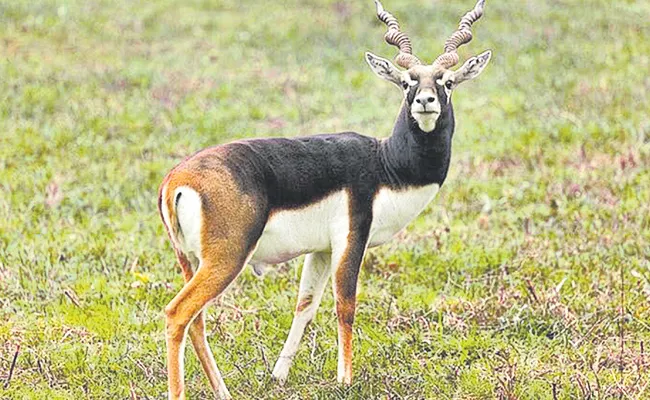 Black Deer Care Of Lanka - Sakshi