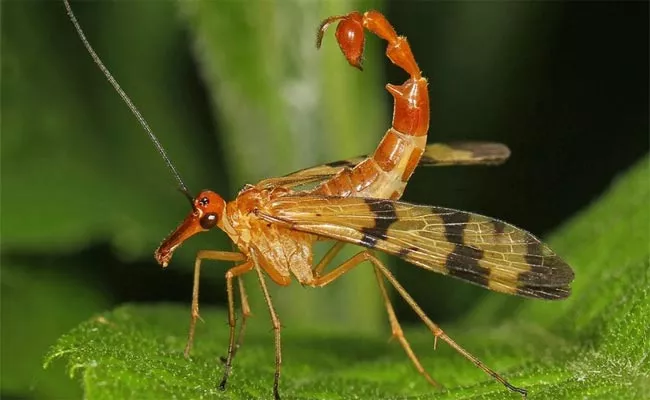 Scorpion Flies Are Not Dangerous - Sakshi